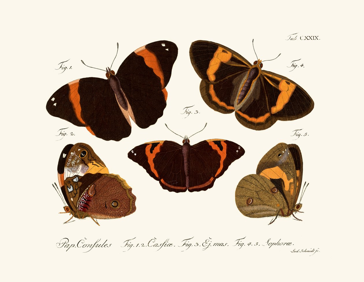 kelebekler by German School