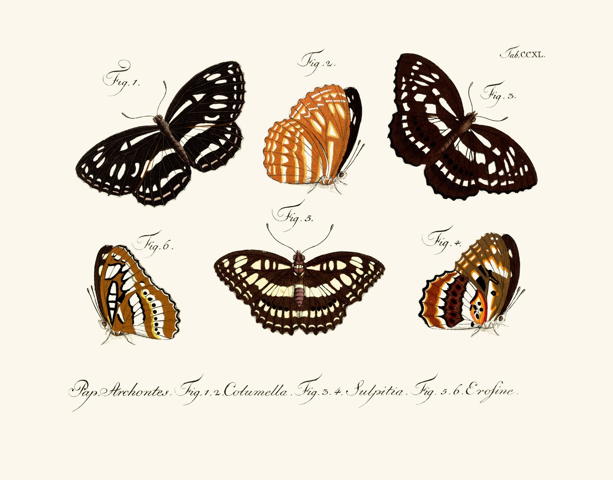 kelebekler by German School