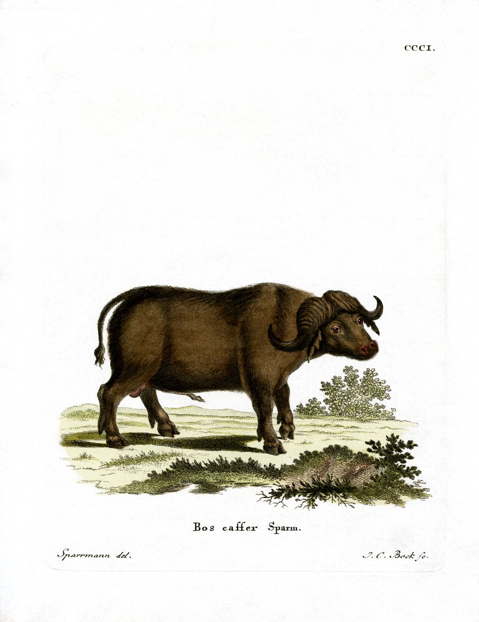 Cape Buffalo (renkli gravür) by German School