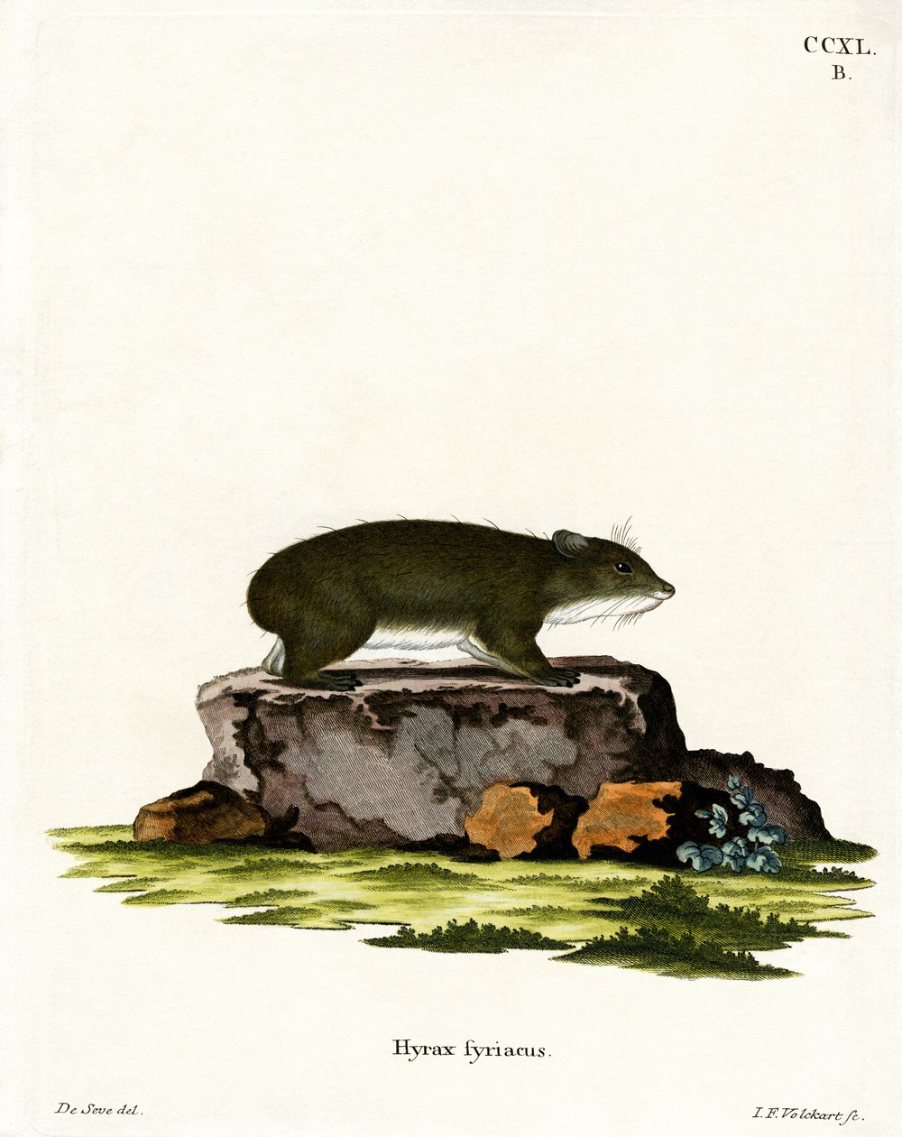 Cape Hyrax (renkli gravür) by German School