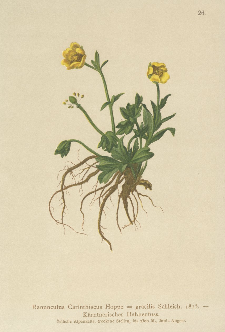 Carinthian düğün çiçeği (Ranunculus Carinthiacus, Ranunculus gracilis) by German School