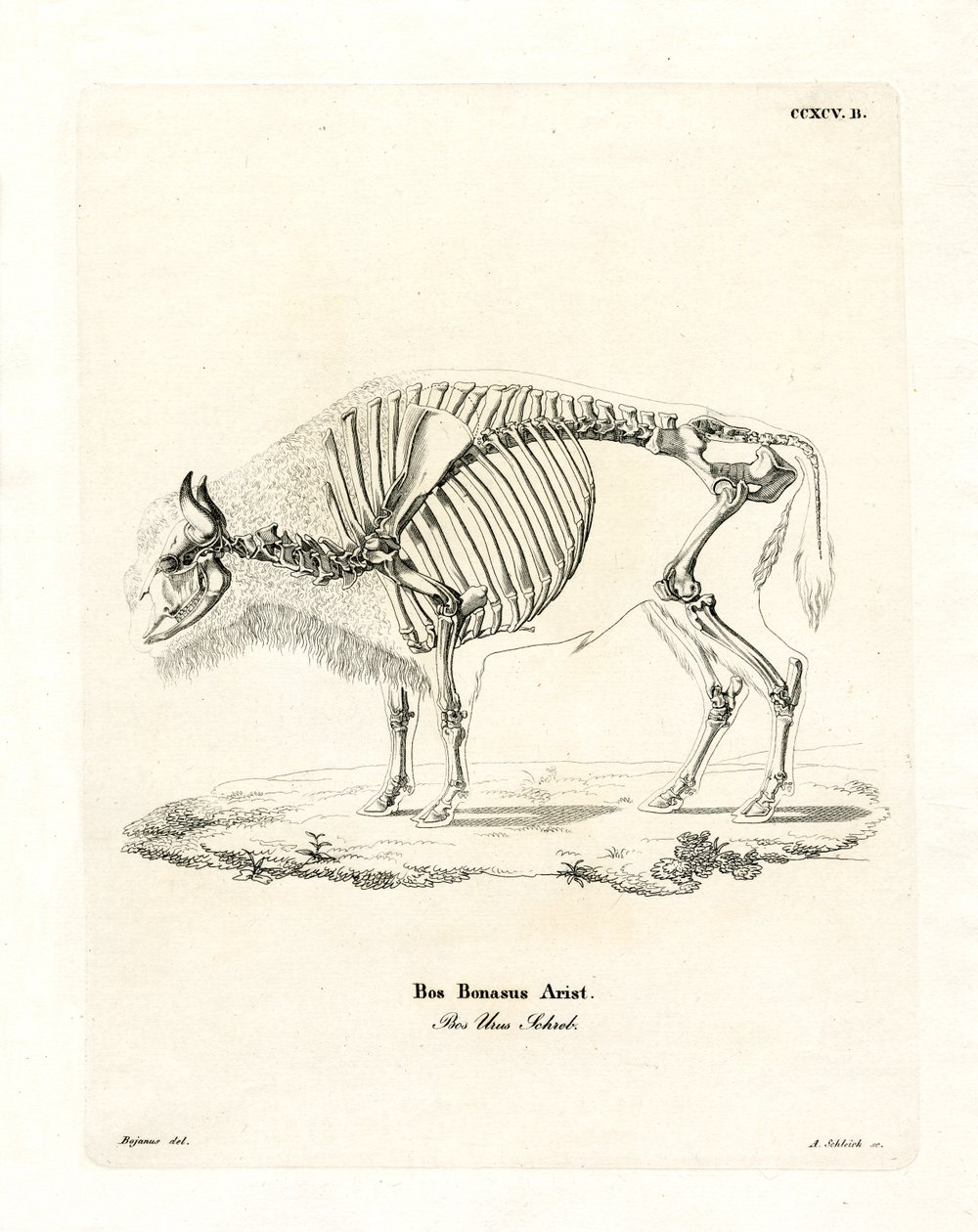 Sığır İskeleti (renkli gravür) by German School