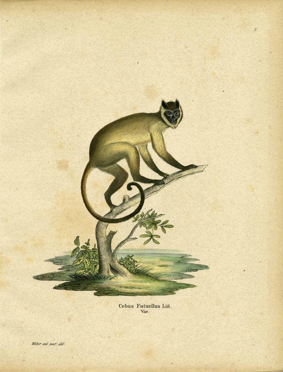 Cebus fatuellus (renkli gravür) by German School