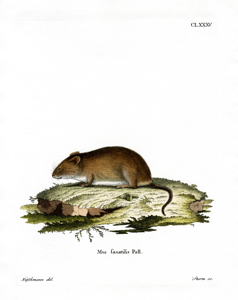 Cliff Mouse (renkli gravür) by German School