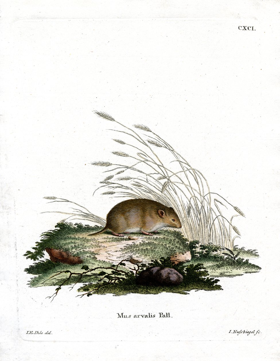 Ortak Vole (renkli gravür) by German School