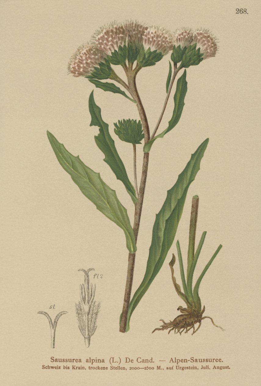 Adi testere (Saussurea alpina) by German School