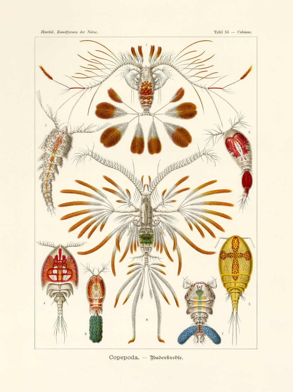 Kopepod, 1899-1904 by German School