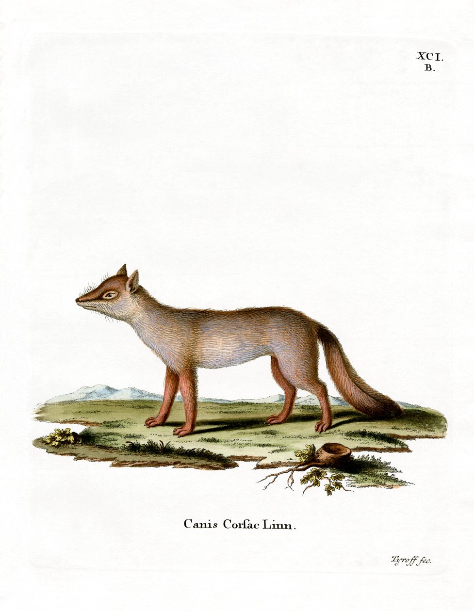 Corsac Fox (renkli gravür) by German School