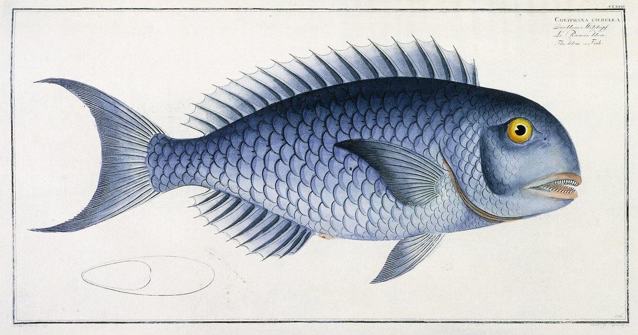 Coryphaena Coerulea by German School
