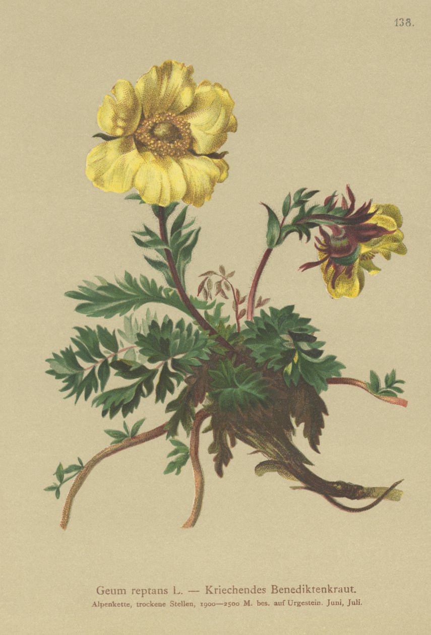 Sürünen Avens (Geum reptans) by German School