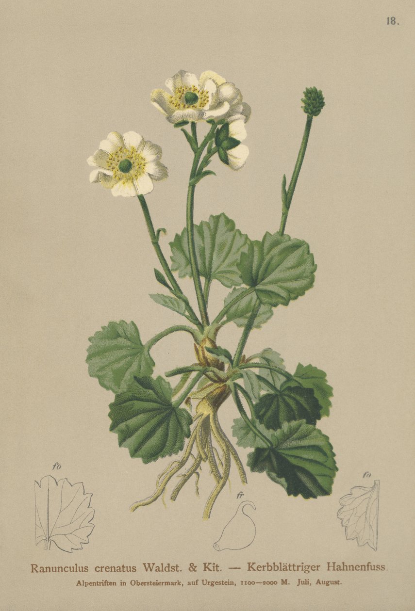 Crenated Crowfoot (Ranunculus crenatus) by German School