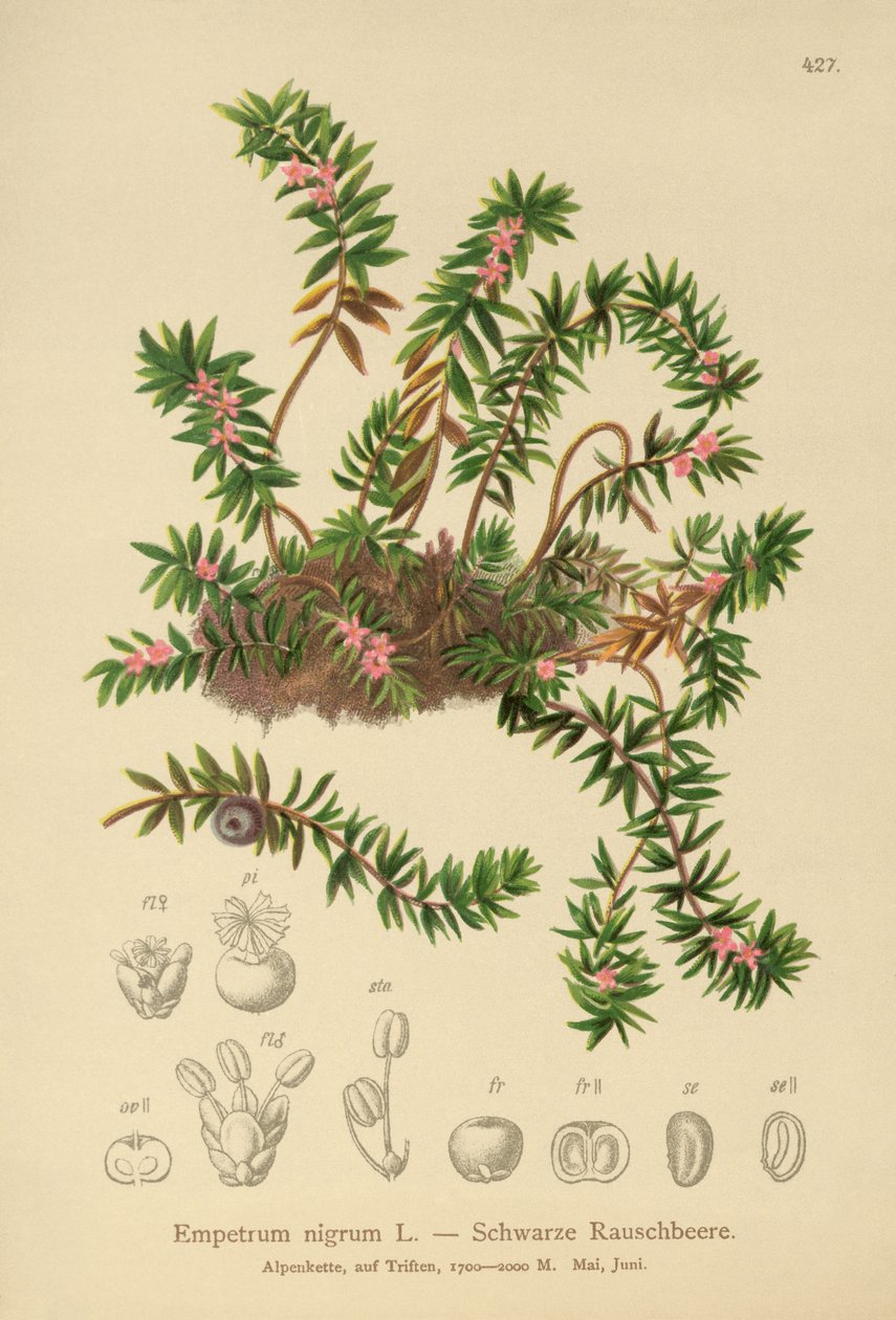yaban mersini (Sempetrum nigra) by German School