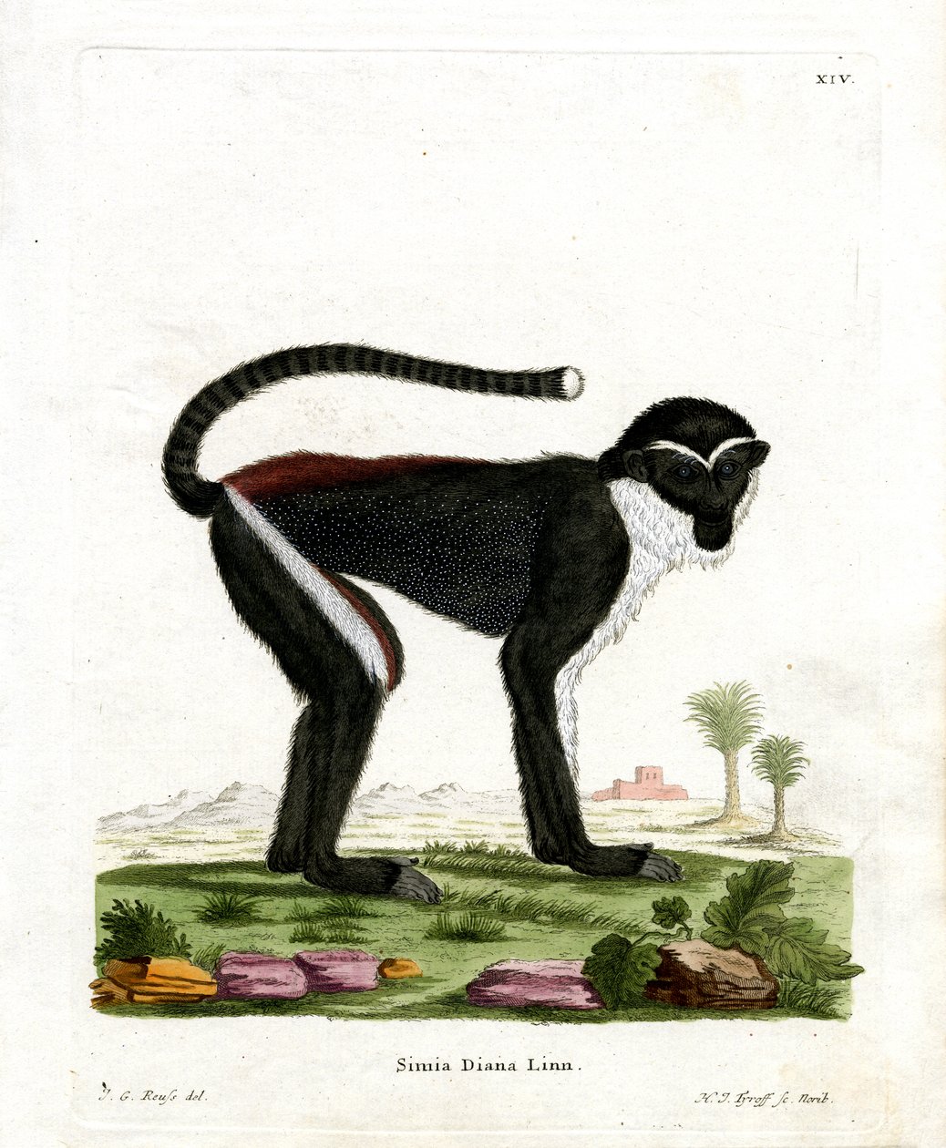 Diana Monkey (renkli gravür) by German School