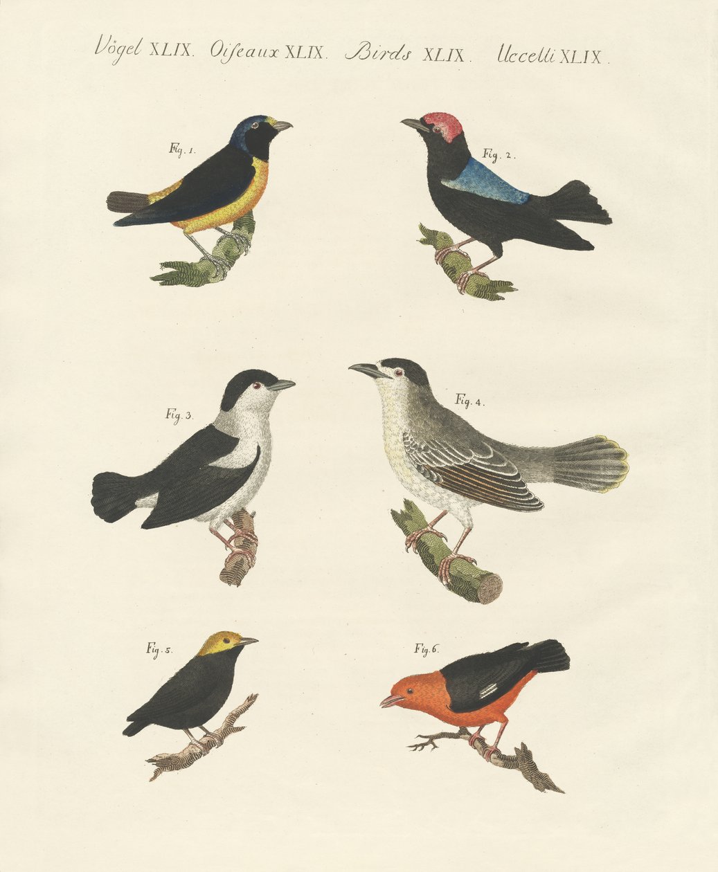 Manakin çeşitleri by German School