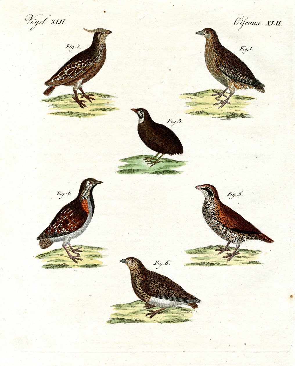 Bıldırcın çeşitleri (renkli gravür) by German School