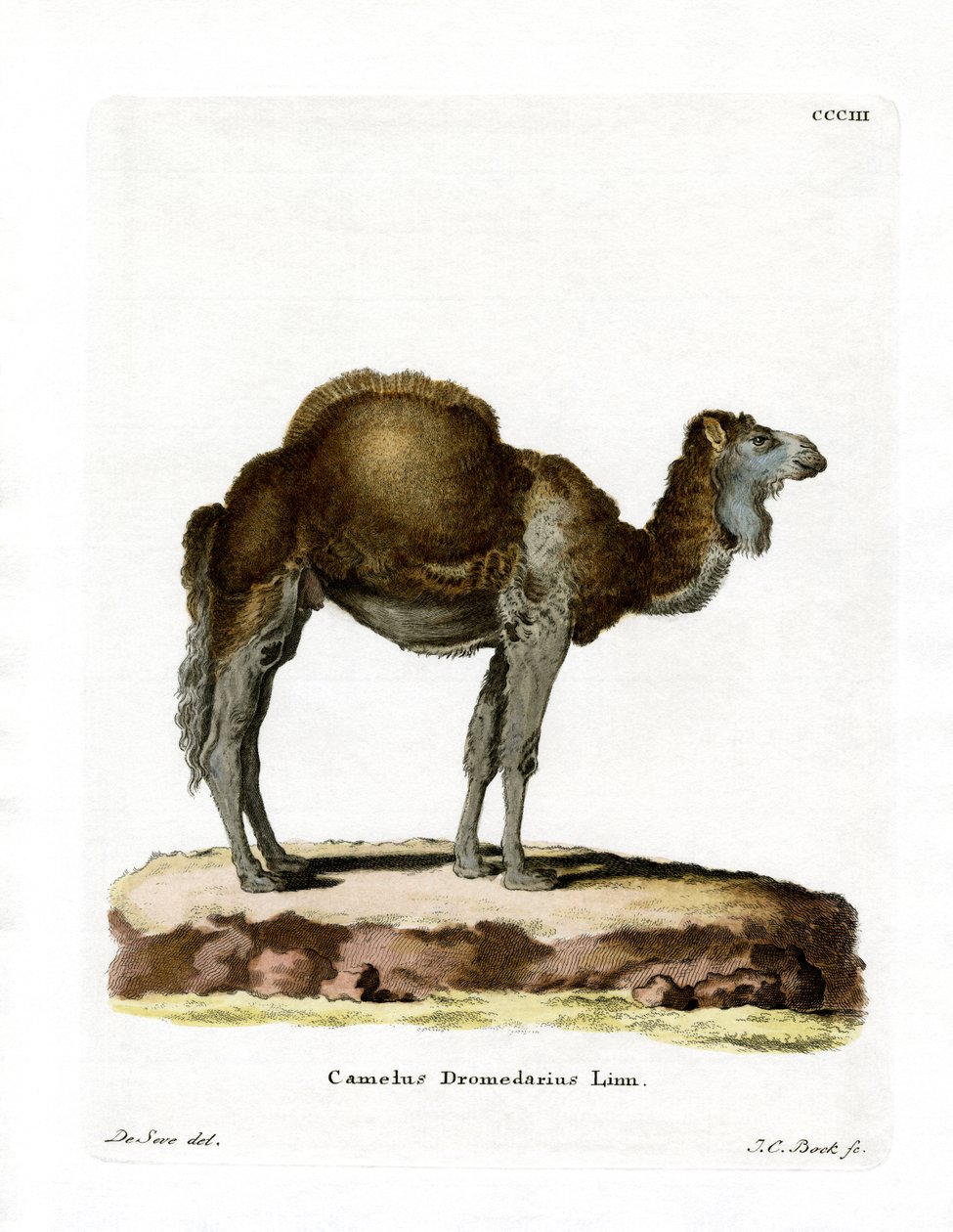 Dromedary (renkli gravür) by German School