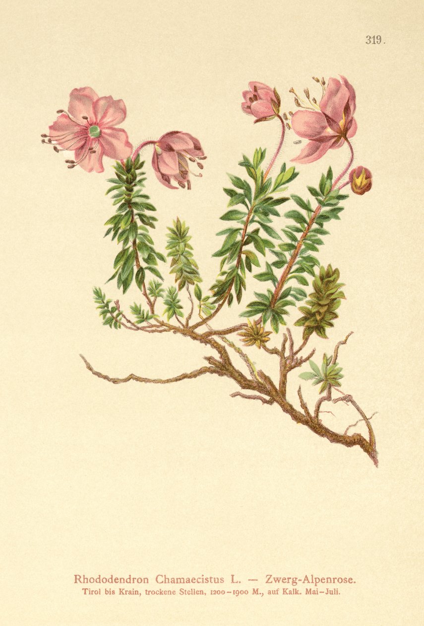 Cüce Alpenrose (Rhododendron Chamaecistus) by German School