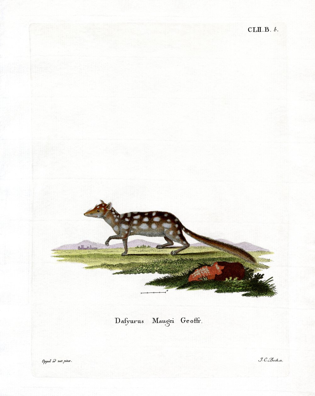 Doğu Quoll (renkli gravür) by German School
