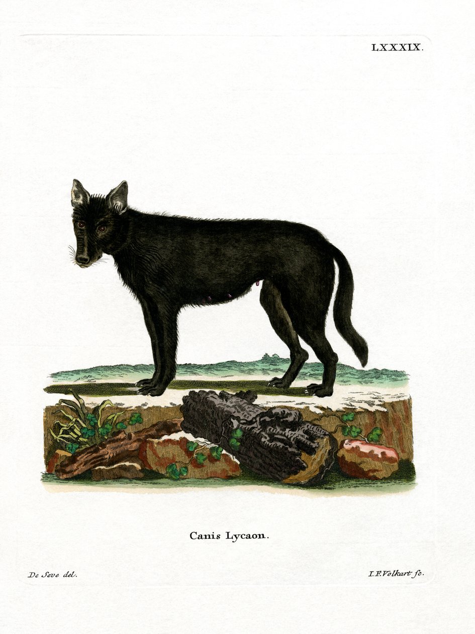 Doğu Kereste Kurdu (renkli gravür) by German School