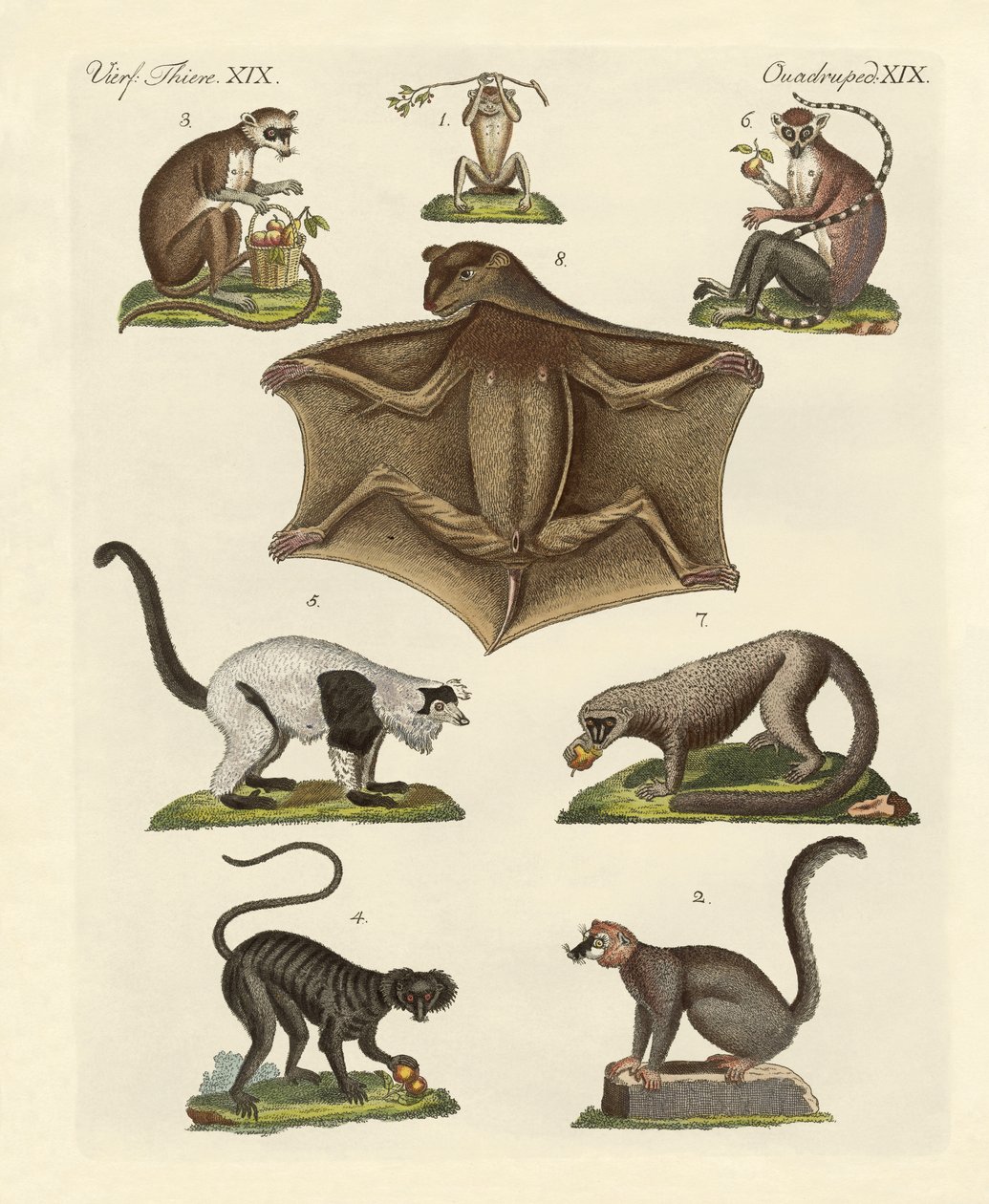 Sekiz çeşit lemur by German School