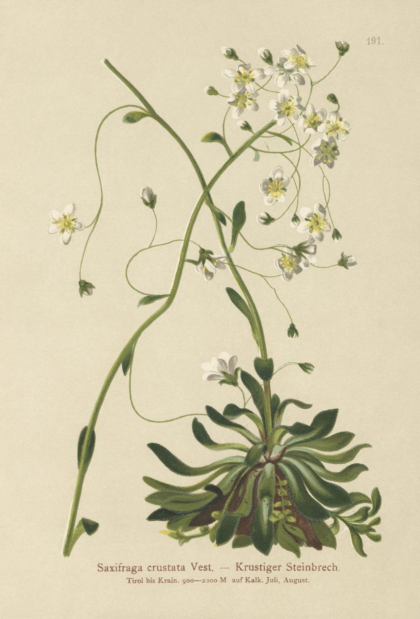 Kabuklu Saksafon (Saxifraga kabukata) by German School