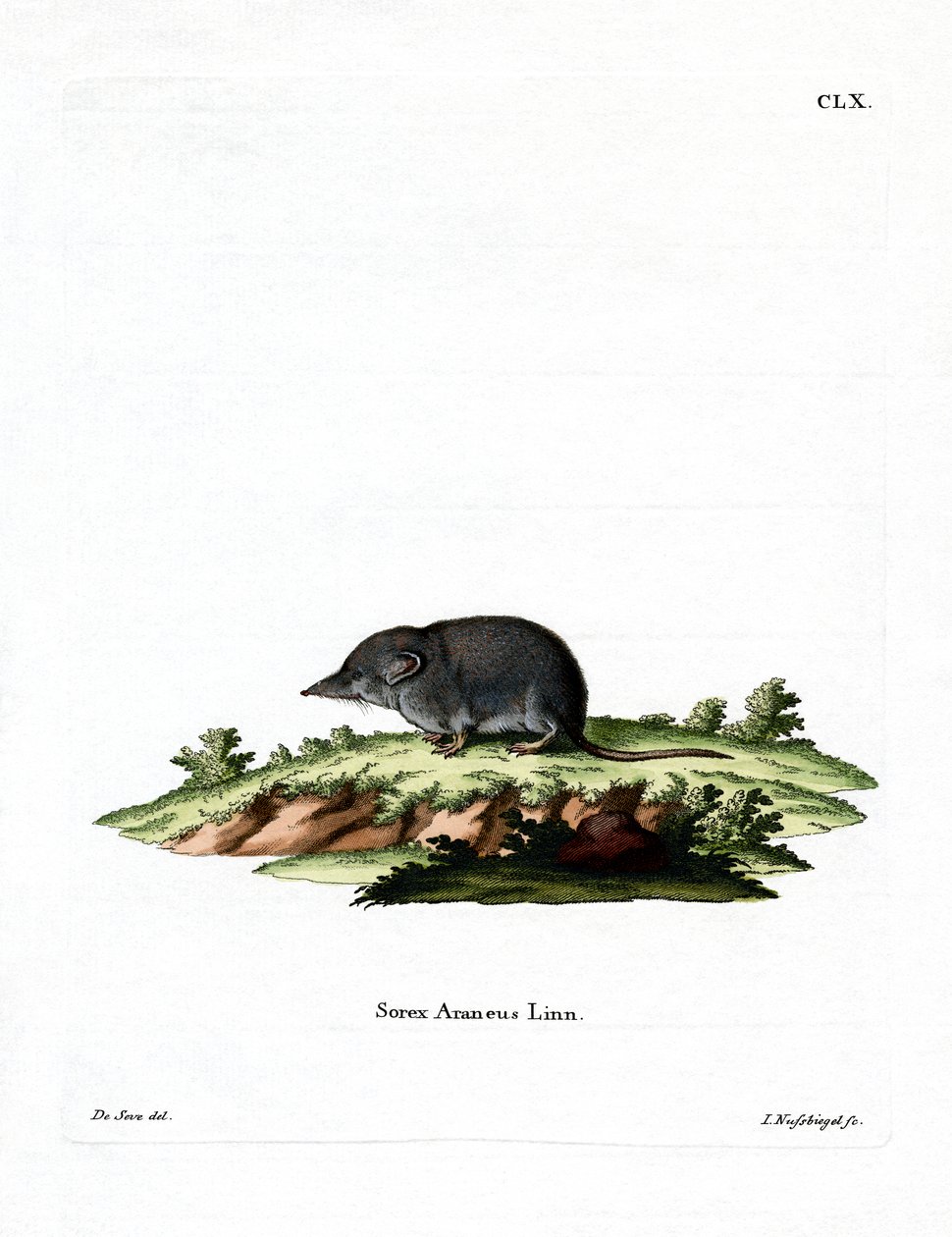 Avrasya Kır faresi (renkli gravür) by German School