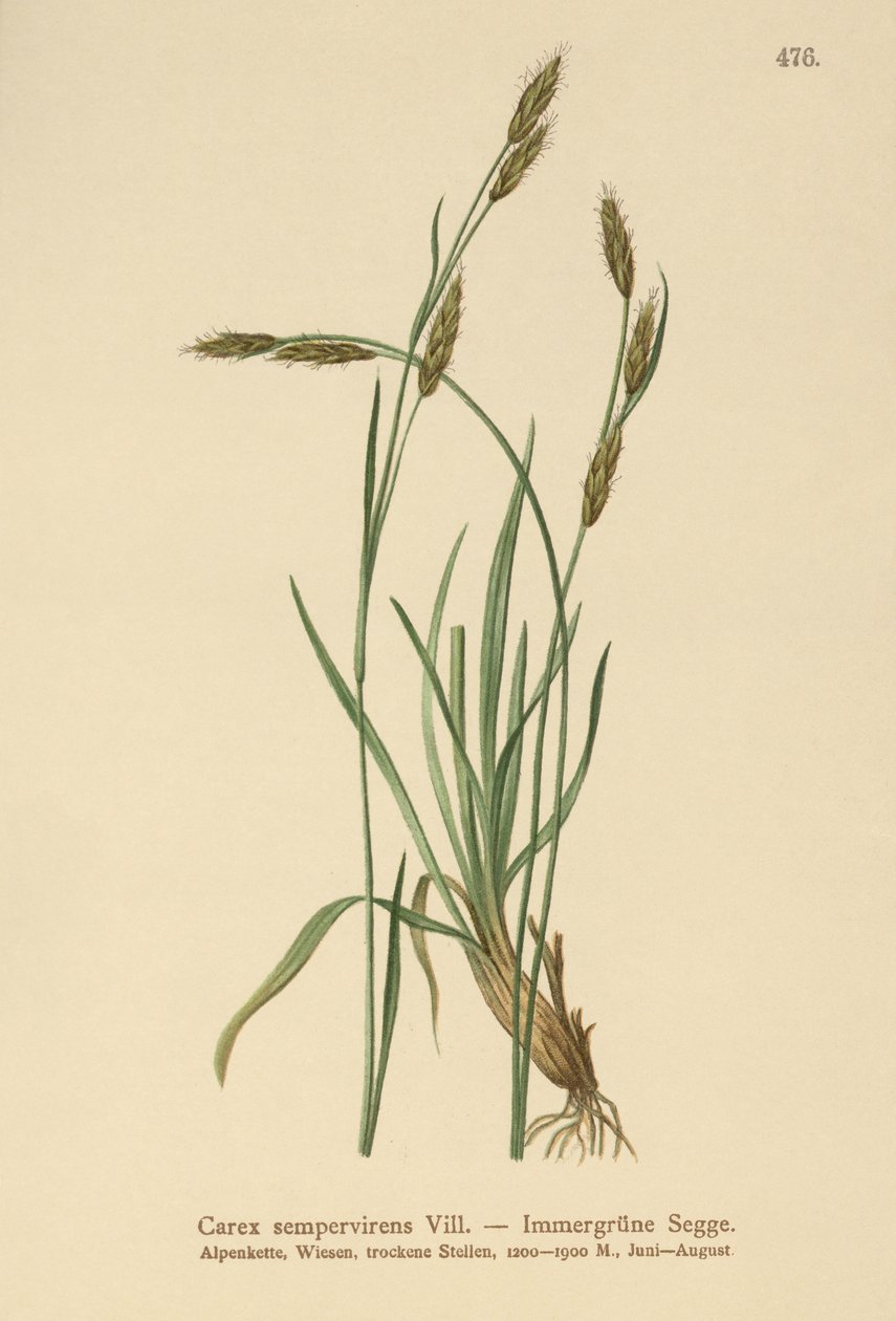 Yaprak Dökmeyen Saz (Carex sempervirens) by German School