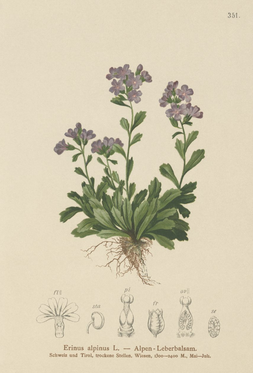 Peri Yüksükotu (Erinus alpinus) by German School