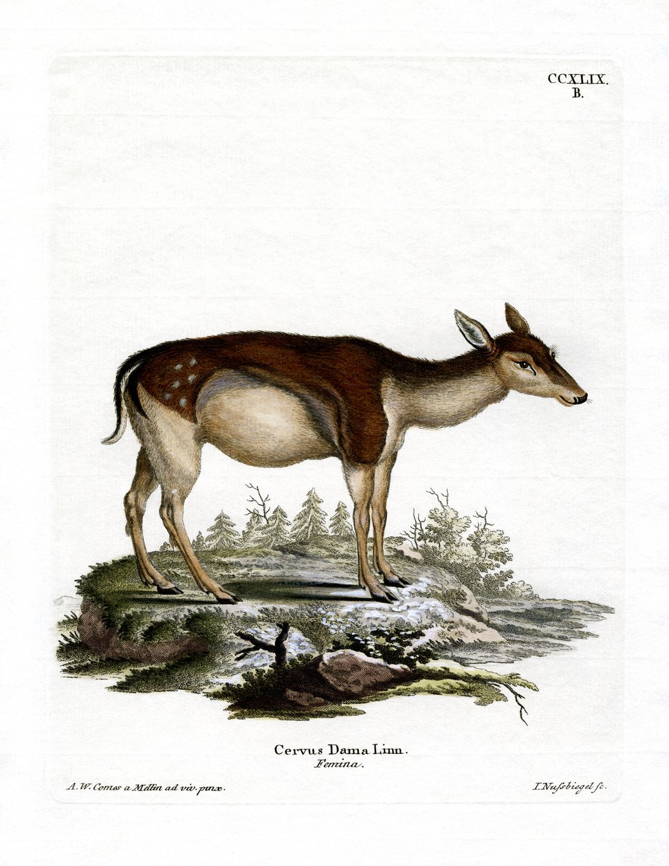 Alageyik (renkli gravür) by German School