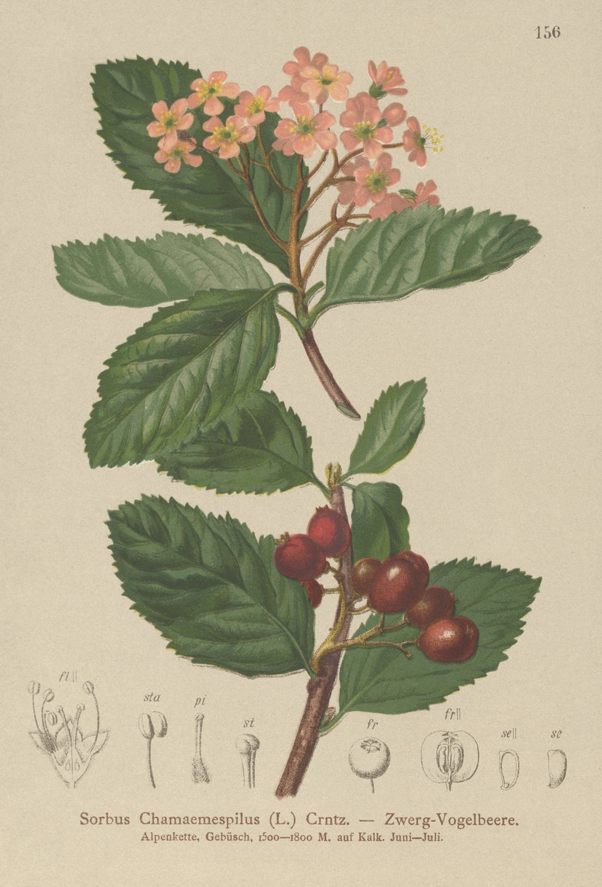 Sahte Muşmula (Sorbus chamaemespilus) by German School