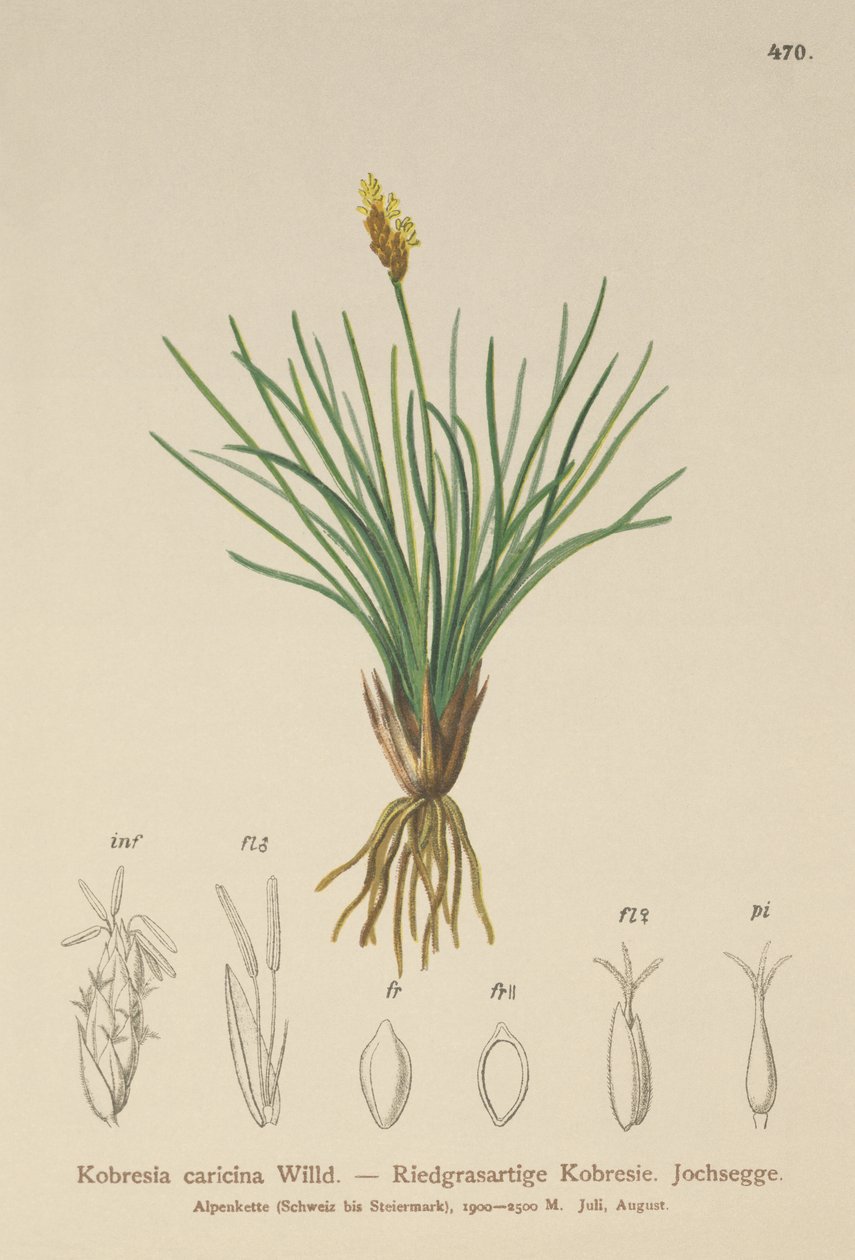 Sahte Saz (Kobresia simpliciuscula, Kobresia caricina) by German School