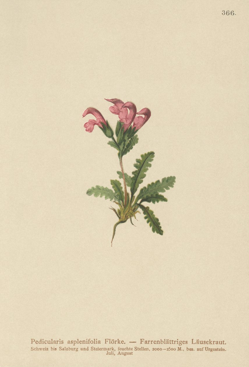 Eğreltiotu yapraklı Lousewort (Pedicularis asplenifolia) by German School