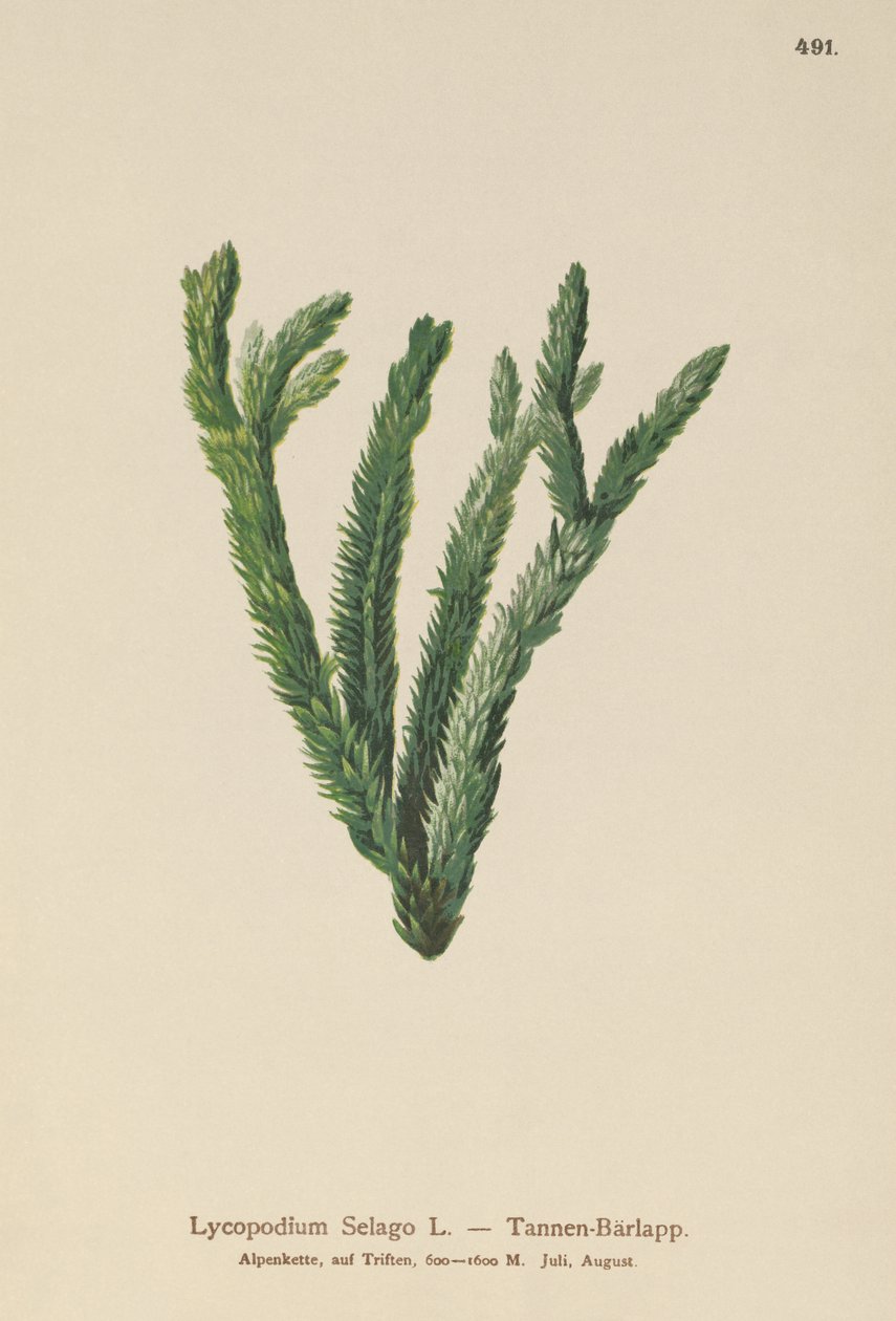 Köknar Kulübü Yosun (Lycopodium Selago) by German School