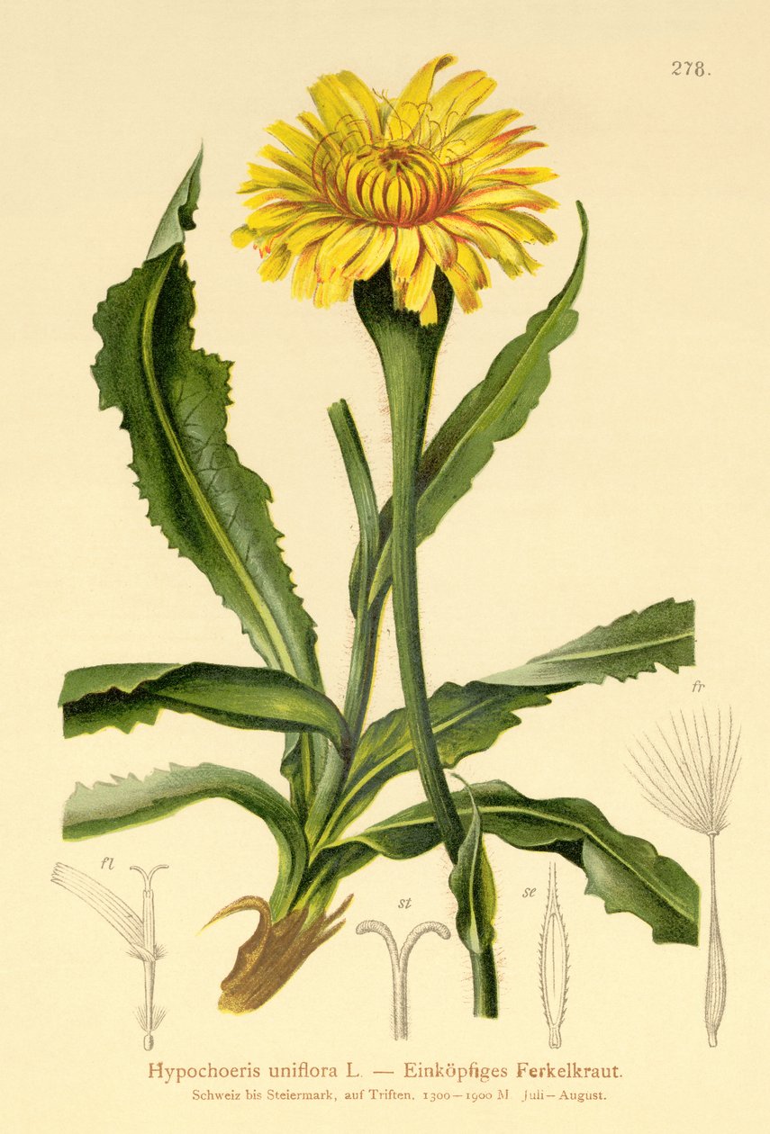 Dev Kedi kulağı (Hypochoeris uniflora) by German School