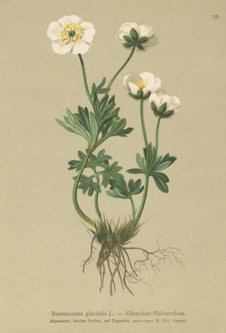 Buzul Crowfoot by German School