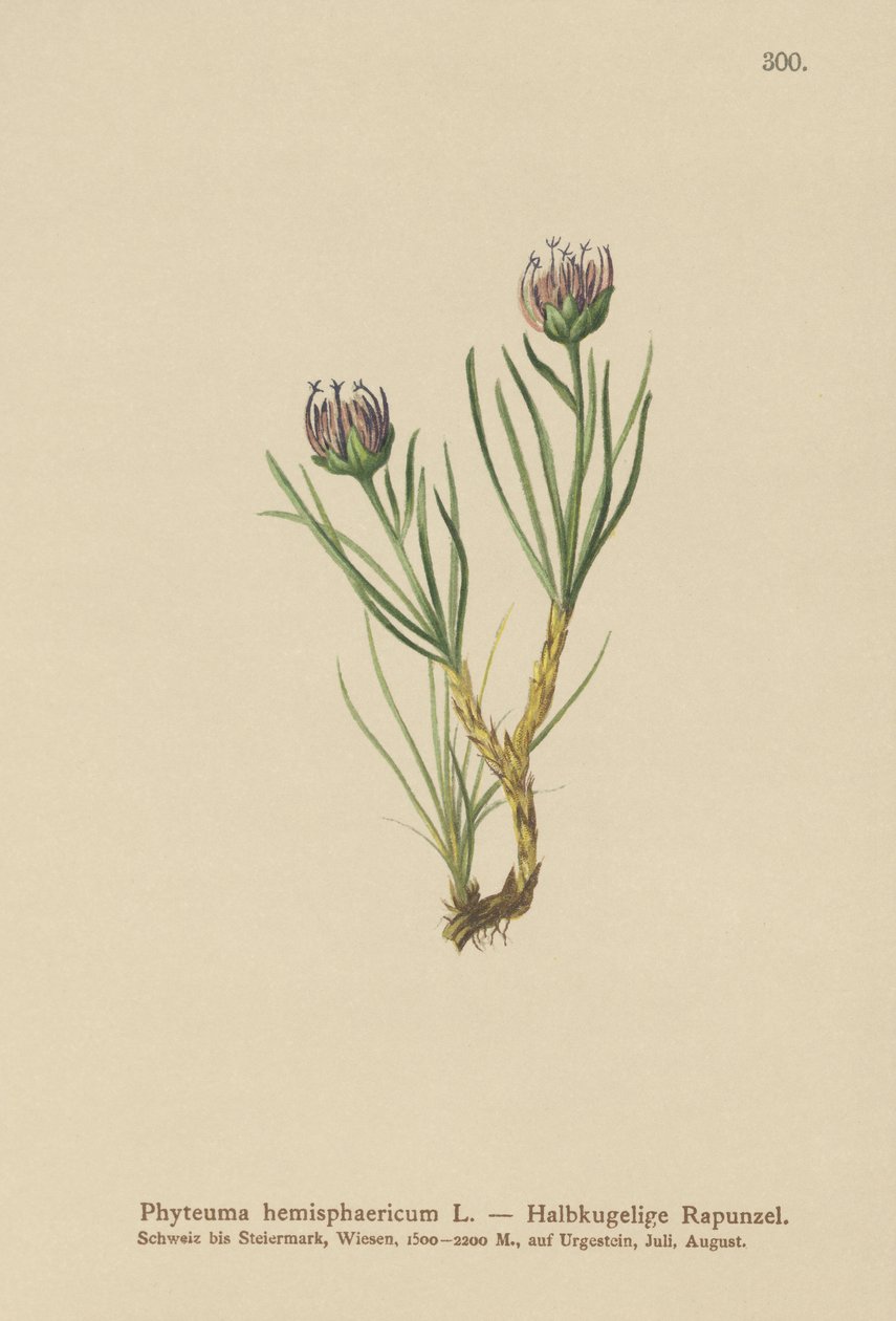 Küre başlı Rampa (Phyteuma hemisphaericum) by German School