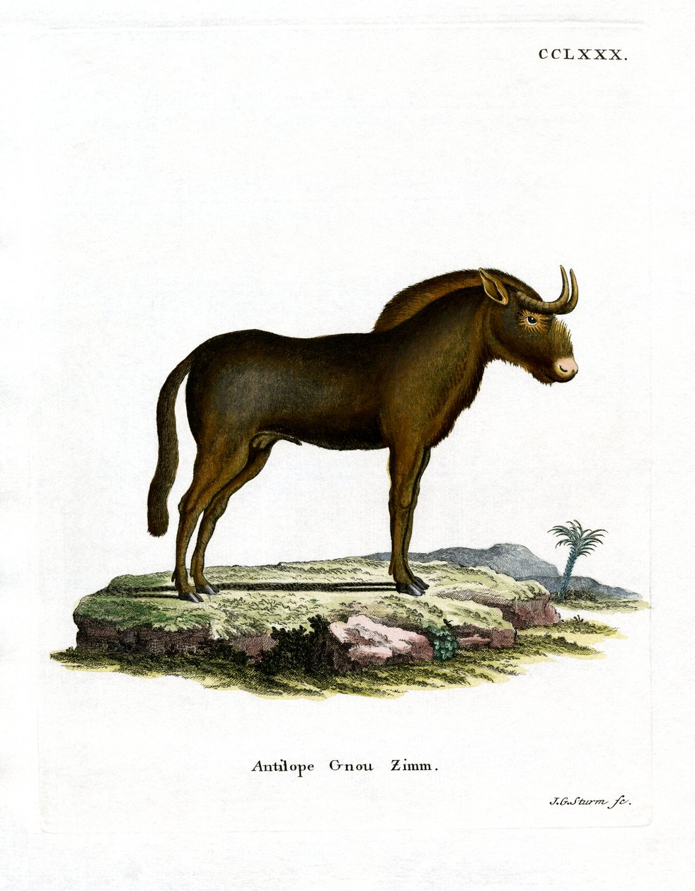 Gnu (renkli gravür) by German School