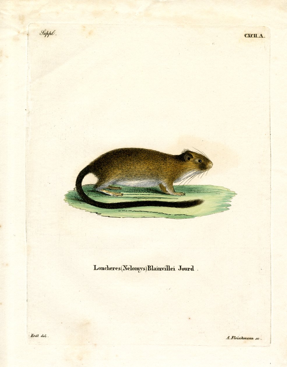 Golden Atlantic Tree Rat (renkli gravür) by German School