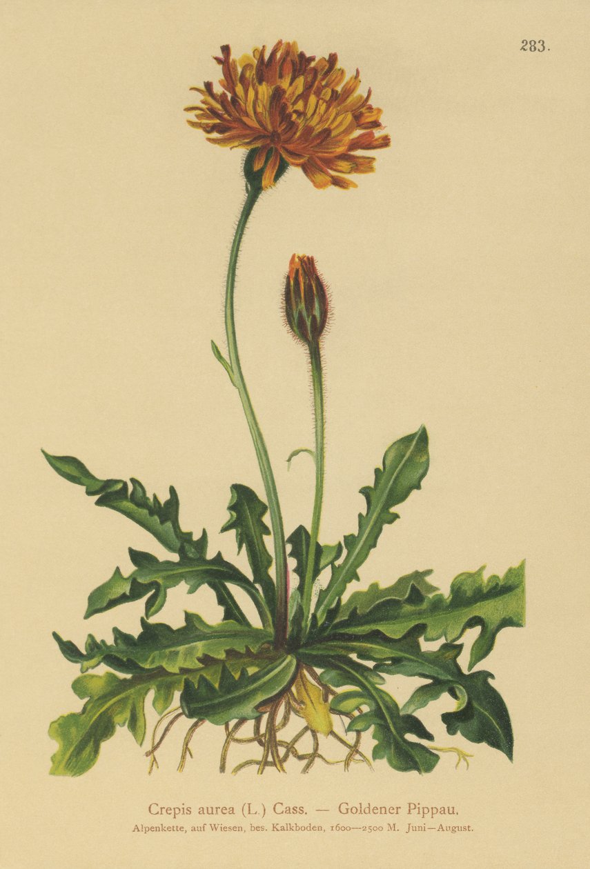 Altın Şahin sakalı (Crepis aurea) by German School