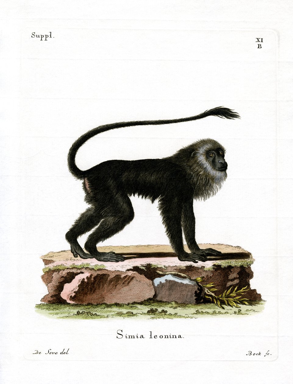 Altın Aslan Tamarin (renkli gravür) by German School