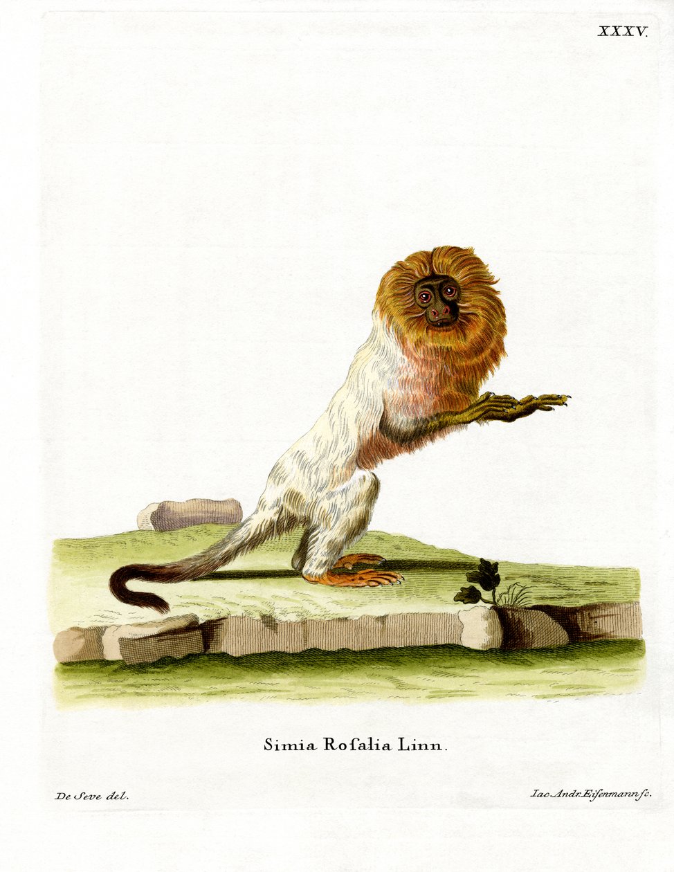 Altın Aslan Tamarin (renkli gravür) by German School