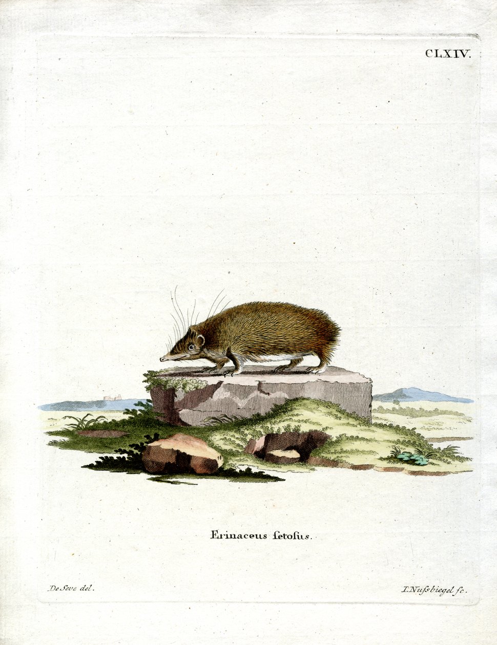 Büyük Kirpi Tenrec (renkli gravür) by German School
