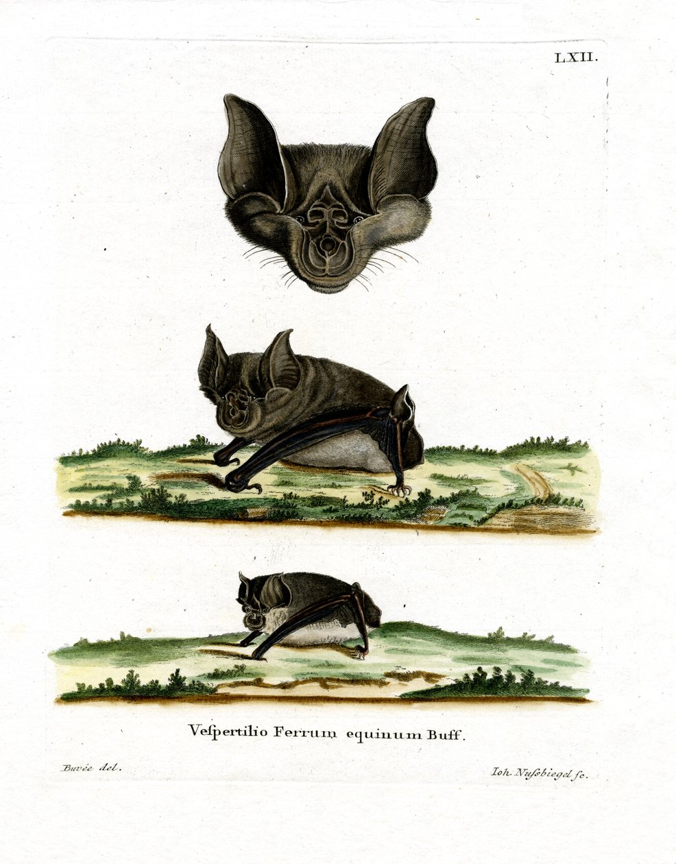 Greater Horseshoe Bat (renkli gravür) by German School