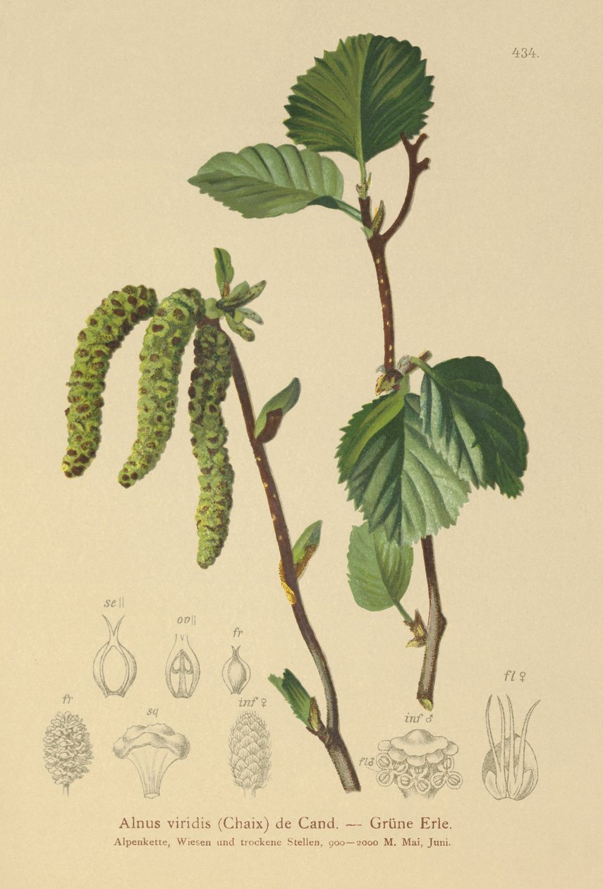 Yeşil Kızılağaç (Alnus viridis) by German School