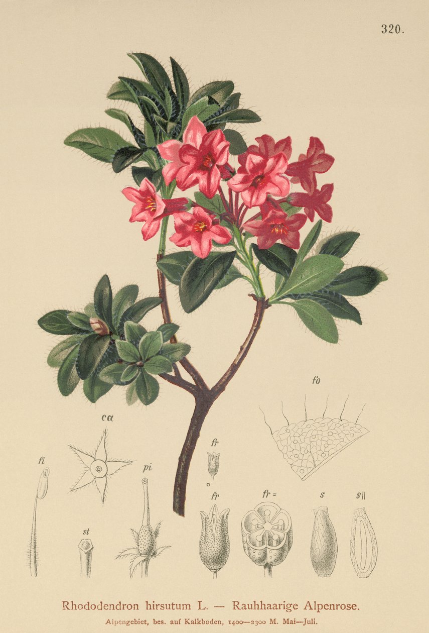 Tüylü Alpenrose (Rhododendron hirsutum) by German School