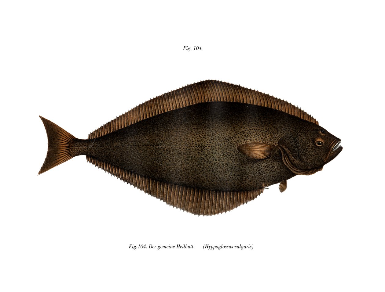 Halibut (renkli taş) by German School