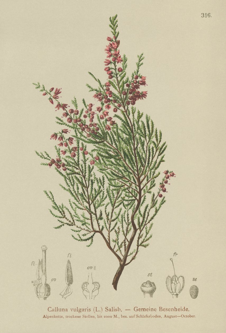 Heather (Calluna vulgaris) by German School