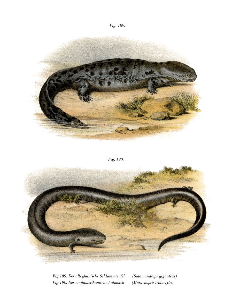 Hellbender (renkli lito) by German School