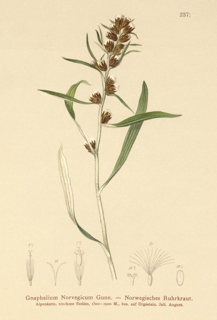 Yayla Cudweed (Gnaphalium norvegicum) by German School