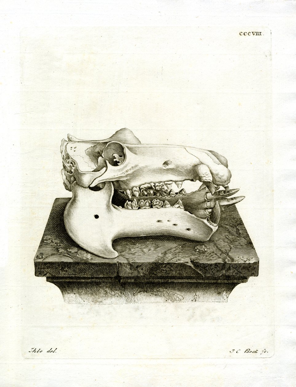 Hippo Skull (renkli gravür) by German School